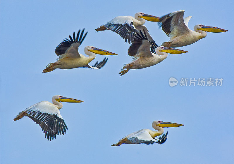 大白鹈鹕(Pelecanus onocrotalus)也被称为东方白鹈鹕，玫瑰色鹈鹕或白鹈鹕是鹈鹕科的一种鸟。飞越肯尼亚纳库鲁湖国家公园。